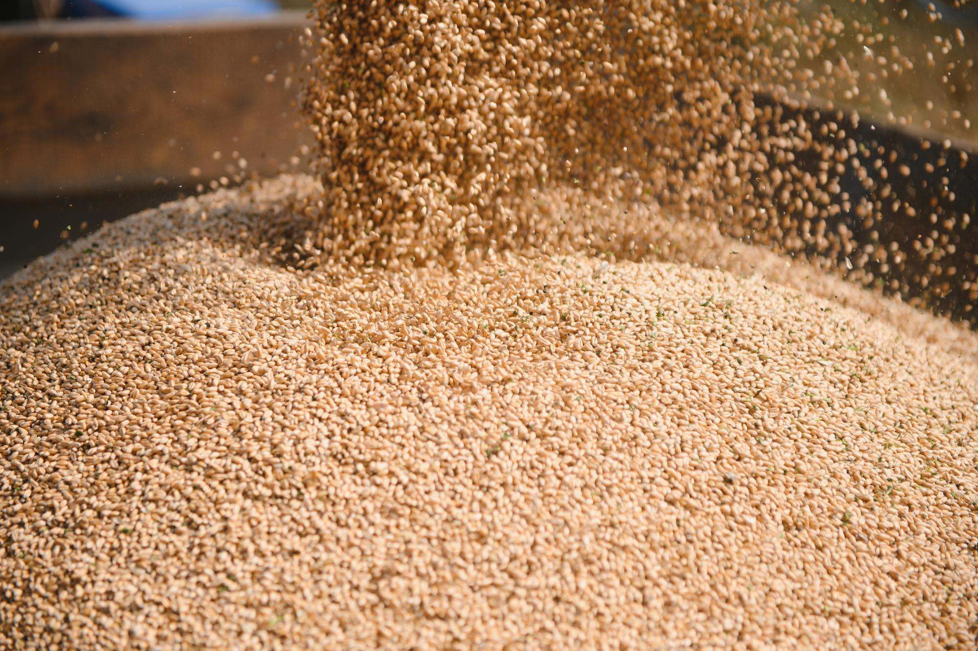 مصر تشتري 240 ألف طن من القمح في مناقصة دولية
